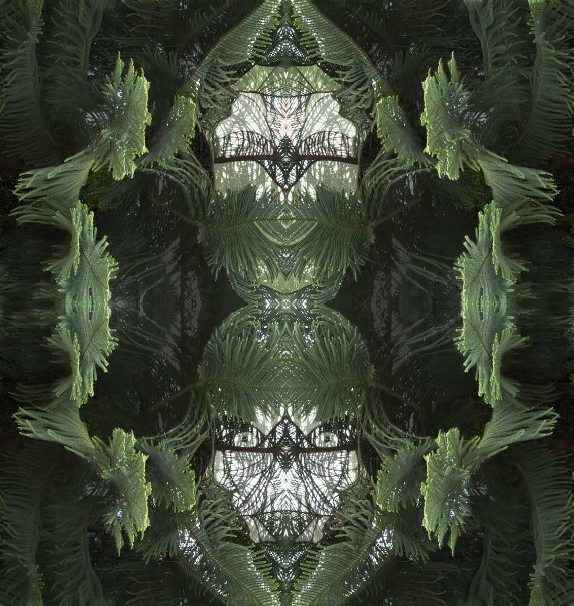 Araucaria(2)